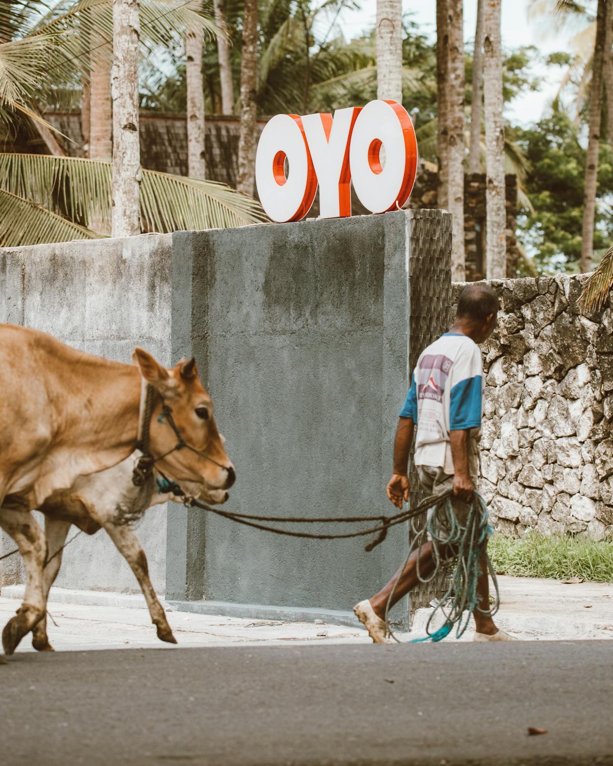 How to Start a Farm in Oyo State and Top Agri-Tech Startups in Nigeria